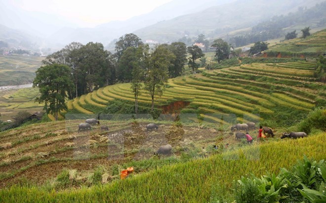Sa Pa crowded with tourists in New Year’s first days