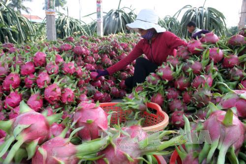 Australia gives green light for importation of fresh dragon fruit from Vietnam