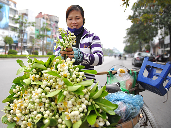 Ardent perfume of grapefruit flowers in Hanoi