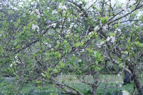 The white colour of plum flowers