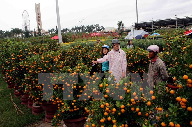 Ornamental plants - indispensable part of Tet