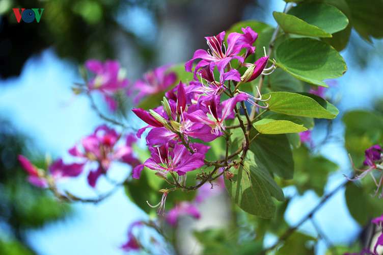 Ban flowers blossom on Hanoi streets