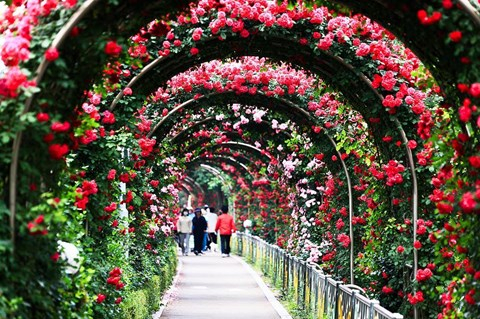 First rose festival in Vietnam