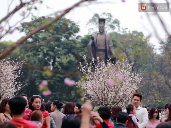 10,000 Japanese cherry branches to be displayed in Hanoi
