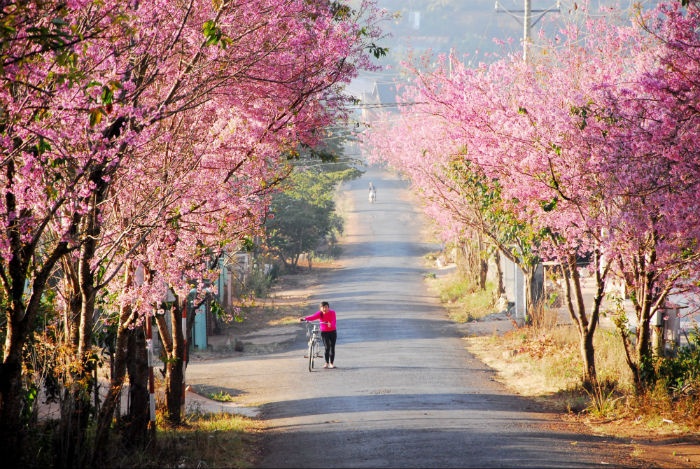 Cherry blossom festival in Da Lat cancelled