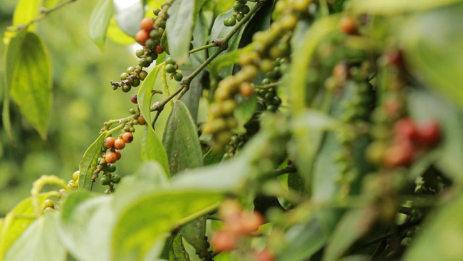 Cashew export expected to hit USD3 billion in 2017