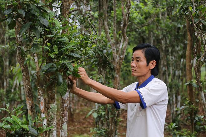 Centuries-old tea areas in Quang Tri province