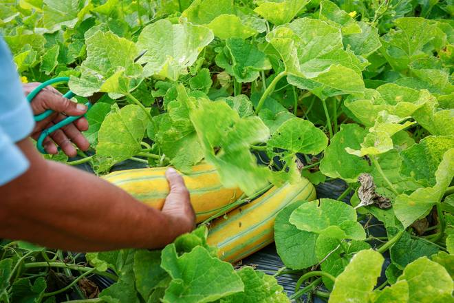 Farmers in melon season