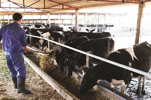 Highland district increases quality of dairy cows