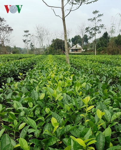 Spacious tea hills in Yen Bai province