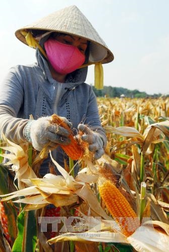 Ho Chi Minh city’ farmers harvest maize