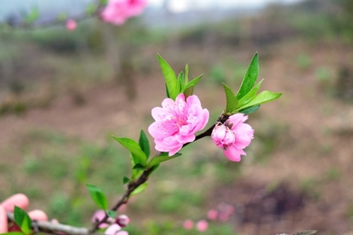 Flowers on stone plateau