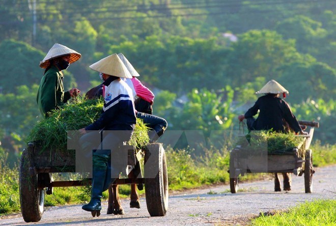 IFAD supports farm smallholders in Vietnam