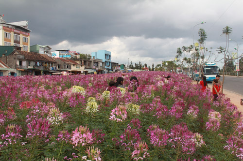 Da Lat plants 42,000 cleome trees in Light Park