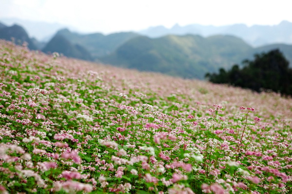 Lao Cai province to plant 10 hectares of buckwheat flowers