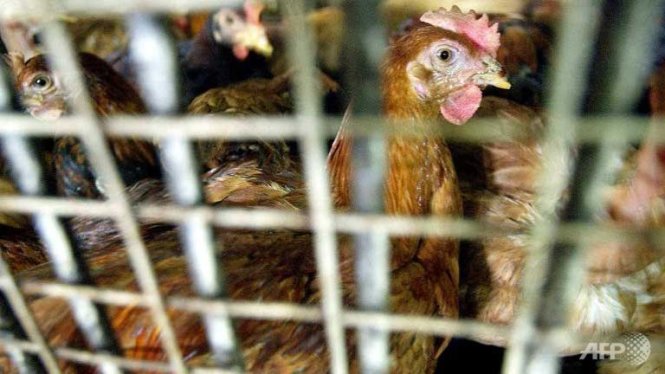 Malaysia reports H5N1 bird flu outbreak