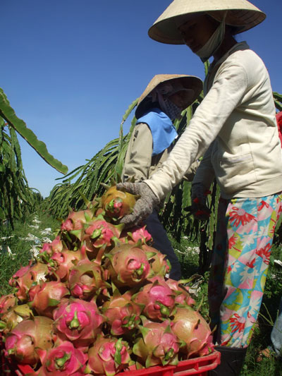 Binh Thuan’s dragon fruits exported to UAE