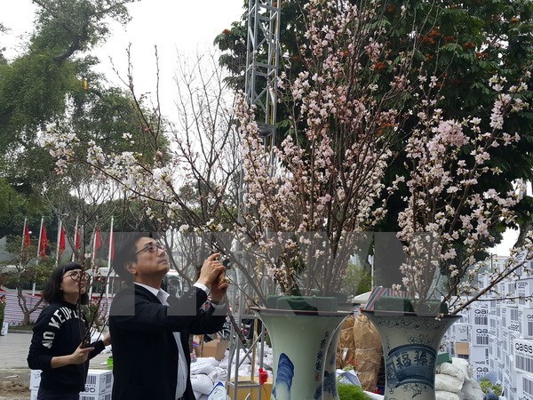 Cherry blossom festival underway in Hanoi