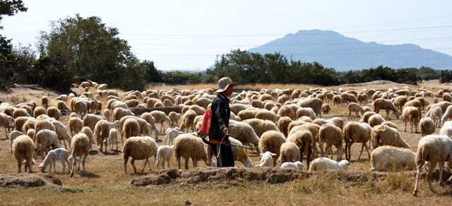 Shepherds in Ninh Thuan province