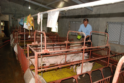Quang Tri province expands effective agricultural production models