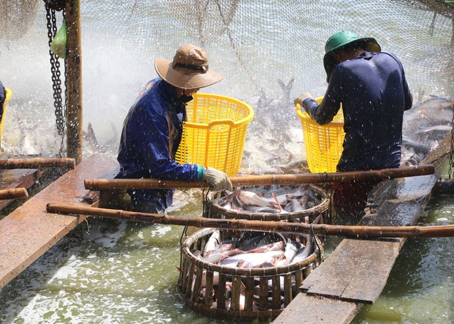 US continues anti-dumping duty order on Vietnamese fish fillets