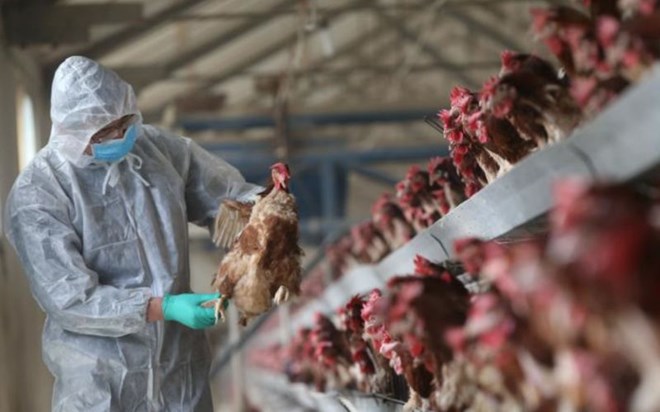 Malaysia One pregnant woman dies of A H1N1