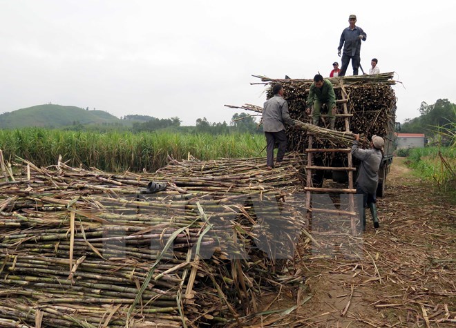 Indonesia targets to produce 1 2 million tonnes of sugar in 2017