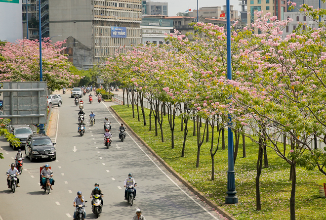 Tabebuia rosea blossom Sai Gon centre