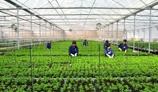Da Nang plans seven hi-tech agricultural areas