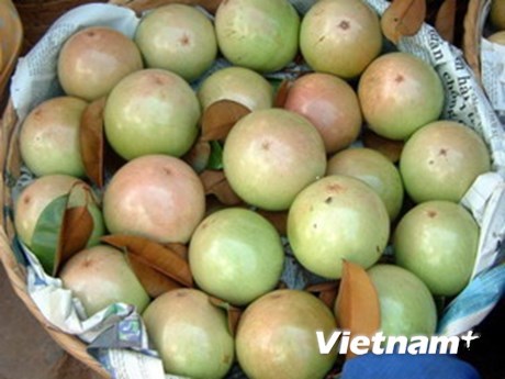 US authorizes import of fresh star apple fruit from Vietnam