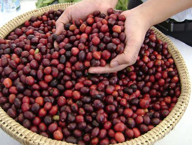 Coffee export value rises 25 6 in first quarter