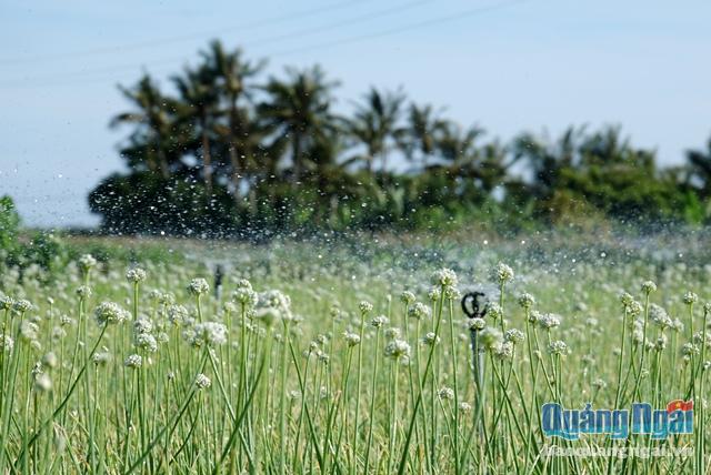 Ly Son island’s beauty in onion flowers