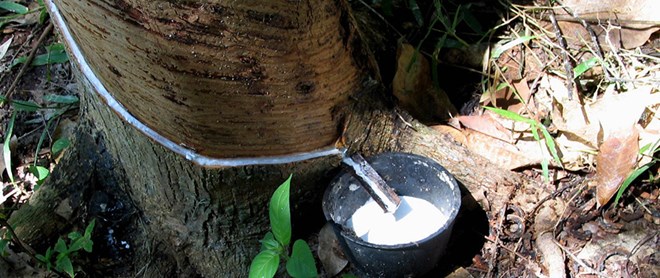 Cambodia optimistic about recovery prospect of rubber price