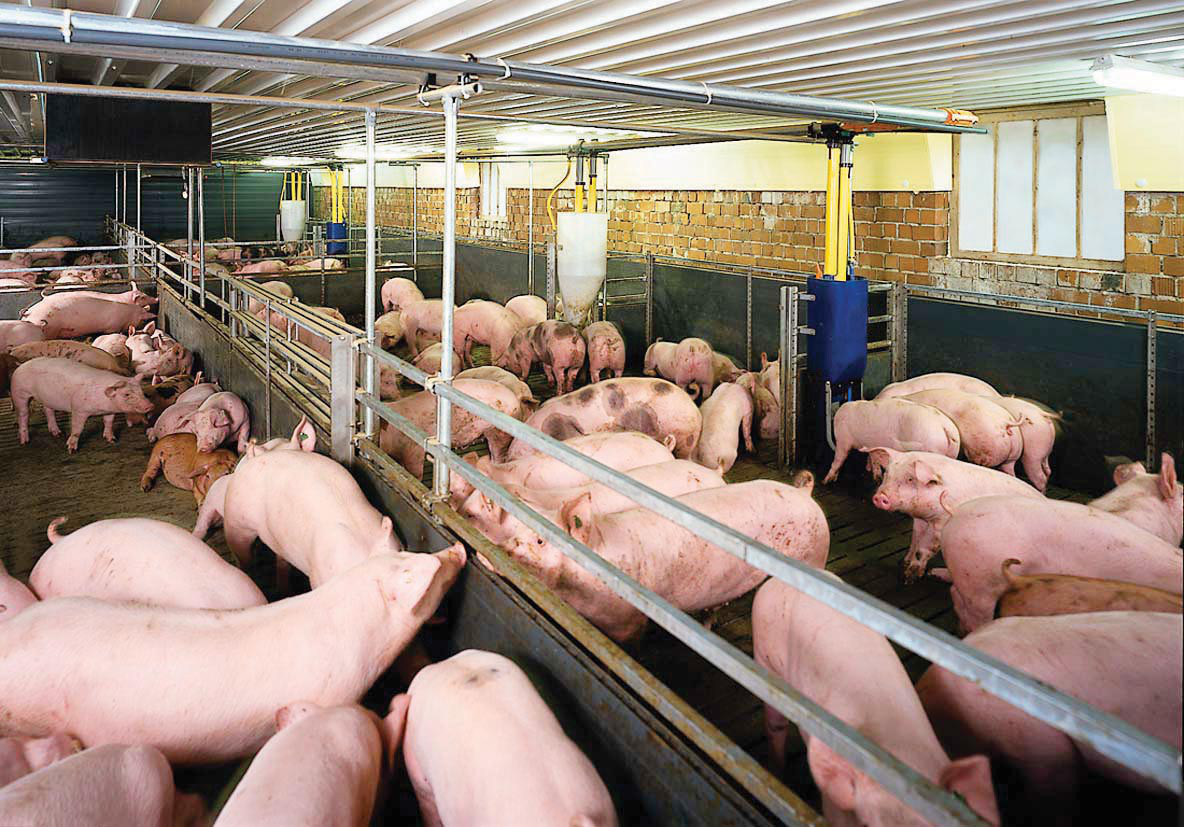 China agrees to open market for Vietnamese pork