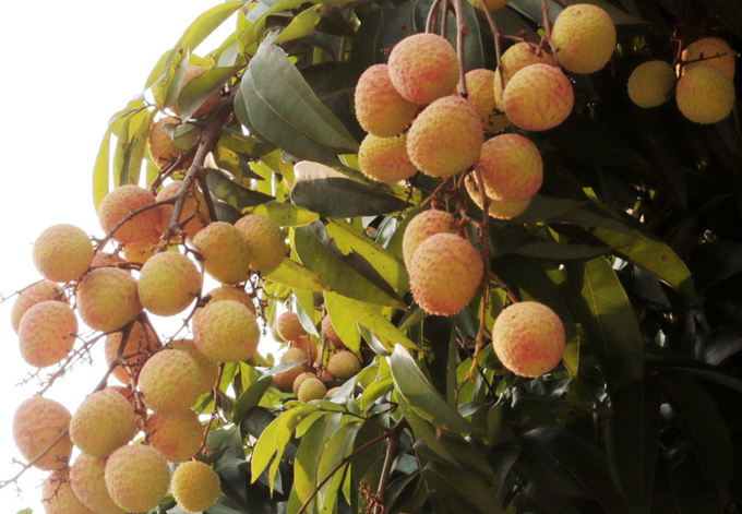 Northern litchi planters get big earnings in early season