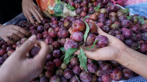 Plums help highland residents escape poverty