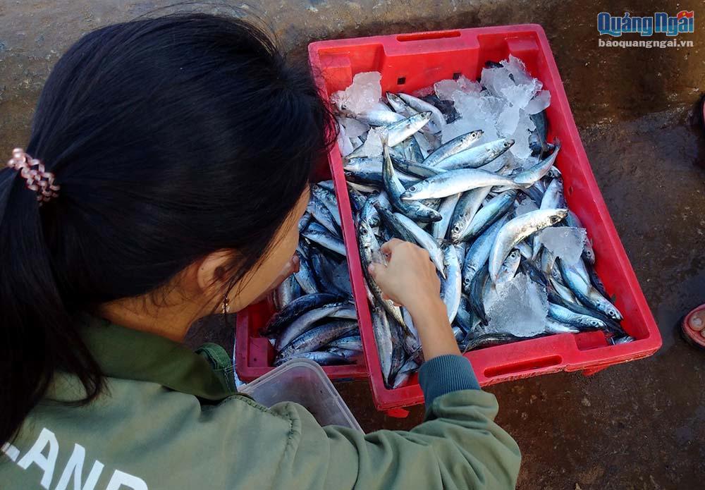 Fish market on Ly Son island