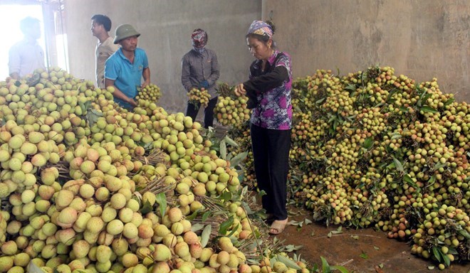 Bac Giang exports lychees to China