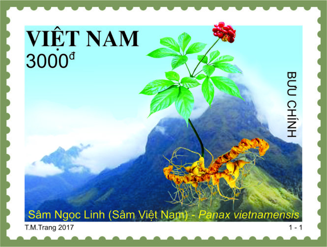 Postage stamp set on Ngoc Linh ginseng to be issued in 168 countries