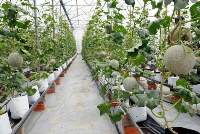 HCM city to host sixth agricultural products fair in late June