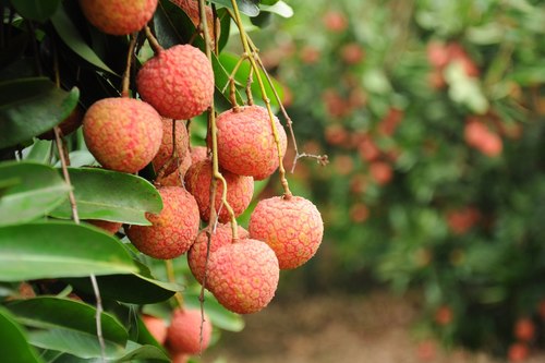 1 2 tons lychees irradiated to enter Australia