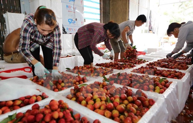 Litchi in Bac Giang sold well
