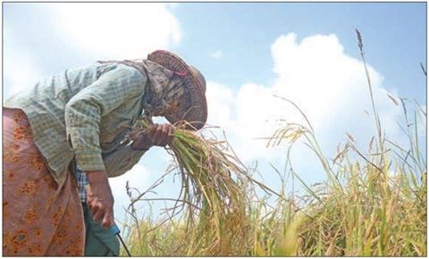 Myanmar exports 700,000 tonnes of rice in April-June