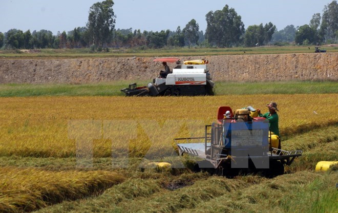 Vietnam targets exporting 4 million tonnes of rice by 2030