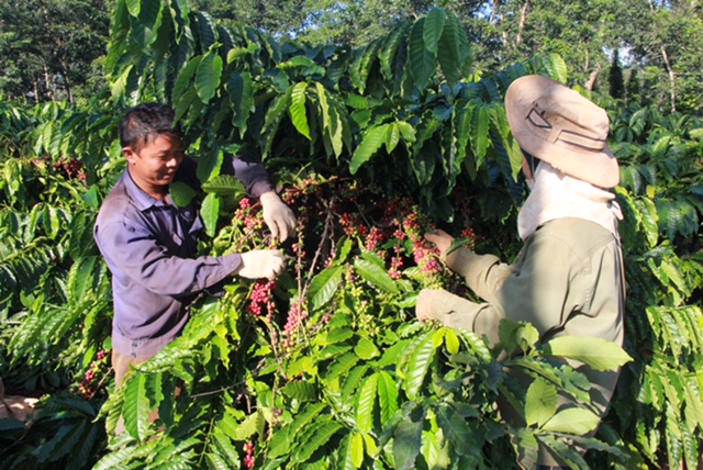 Dak Lak strives to achieve coffee export turnover of USD600-650 million by 2020