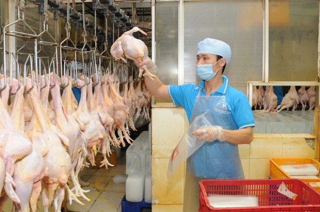 Vietnamese chicken meat to be exported to Japan