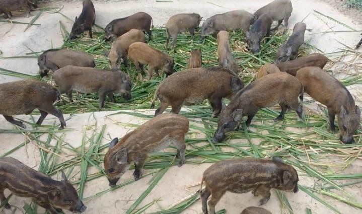 Ho Chi Minh city supports stock breeding waste treatment projects