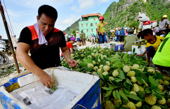 Sugar apples in harvest season