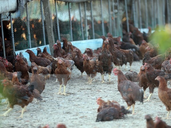 Philippines reports first avian flu outbreak