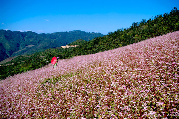 Buckwheat flower festival 2017 in Ha Giang province